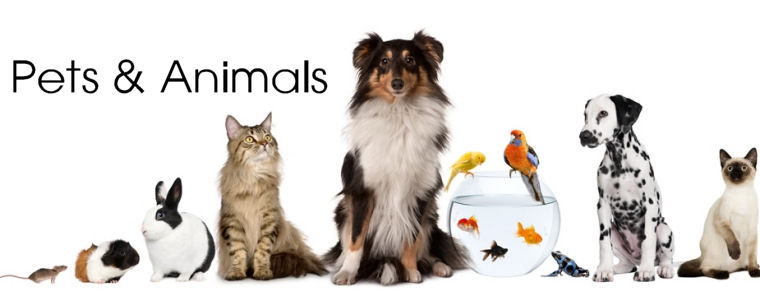 Pets and animals